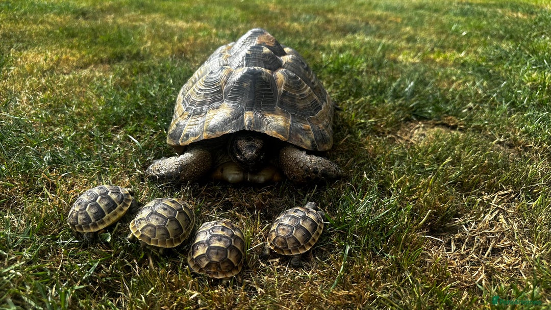 Tortoise reptiles for sale: Fertile female 20 years old Spur thigh  - Image 2