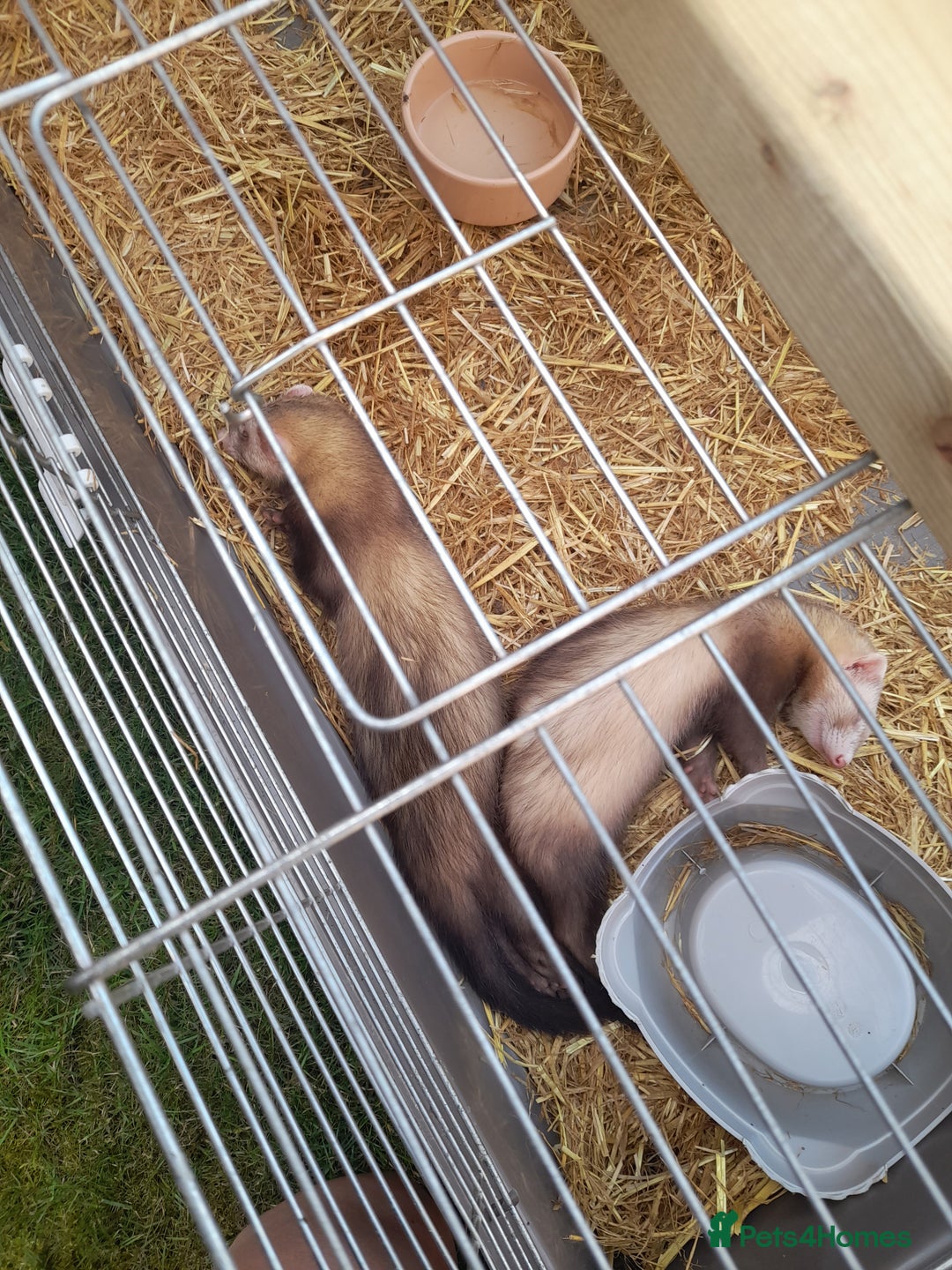 Ferret rodents for sale: X2 male ferrets free to good home - Image 6