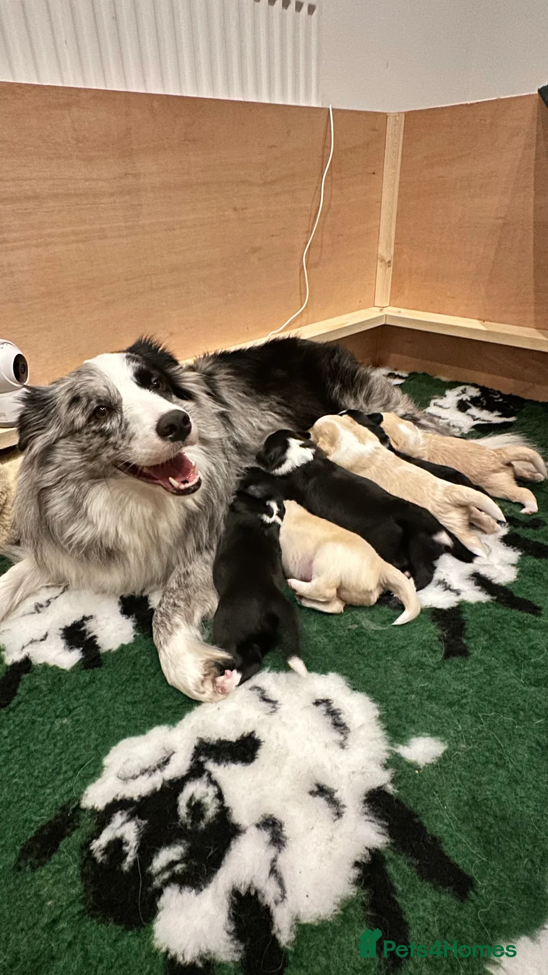 Border Collie dogs for sale: Beautiful Border Collie Puppies-KC Registered - Advert 1