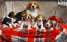 Beagle dogs for sale: SUPER CHUNKY KC SHOW BEAGLE PUPPIES - Image 8