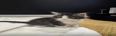 Mixed Breed Kitten 1