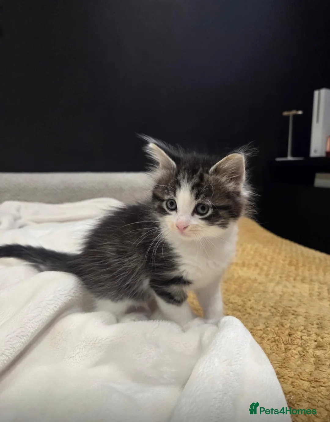 Mixed Breed cats for sale: Meet Minnie Mixed Breed Kitten - Advert 1
