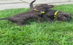 Sprocker dogs for sale: 2 x sprocker pups for sale  - Image 10
