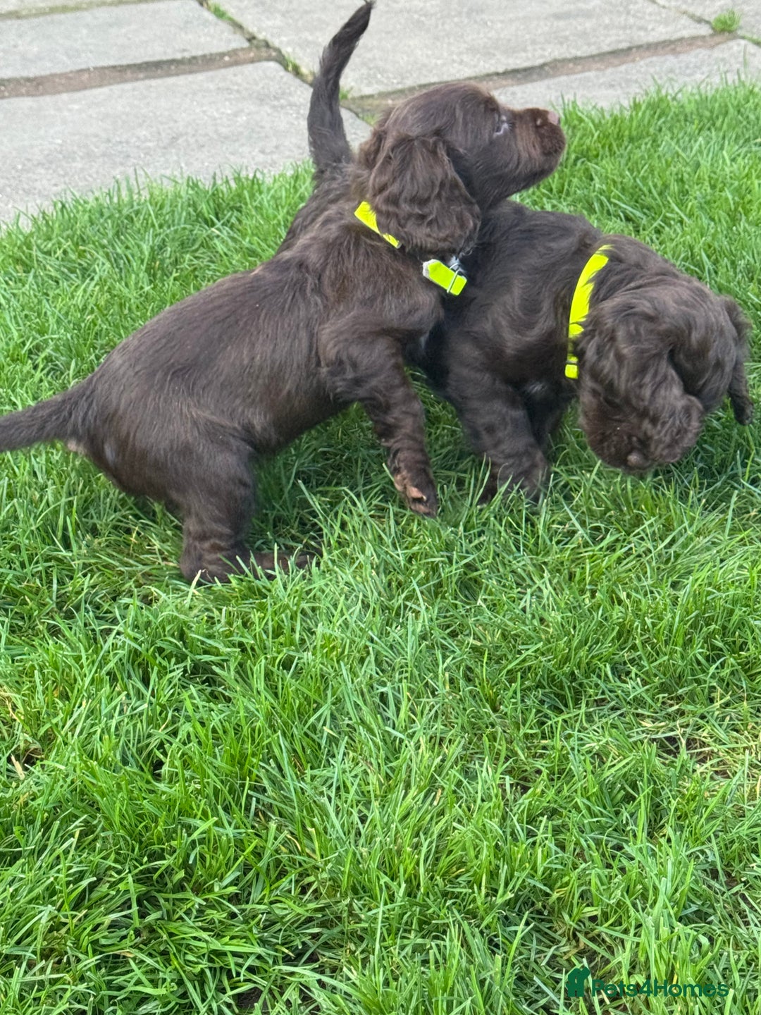 Sprocker dogs for sale: 2 x sprocker pups for sale  - Image 10