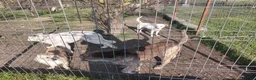 Mixed Breed dogs for adoption: 🐾🤍 LILY – A Little Girl for a Loving Home 🤍🐾 - Advert 14