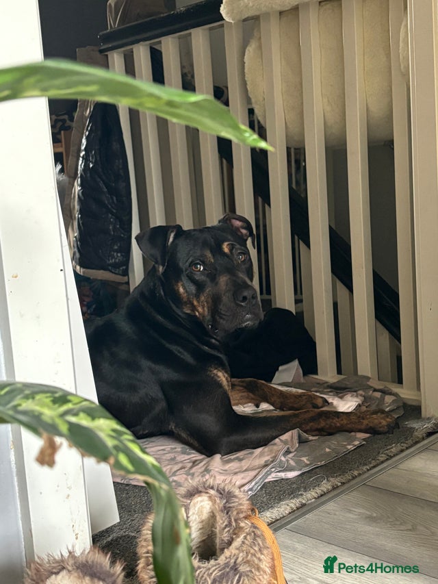Rottweiler X staffy for sale in Solihull | Pets4Homes