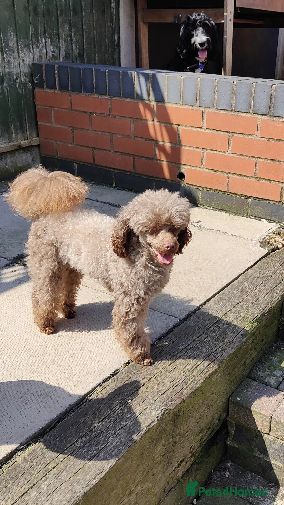 Toy Poodle dogs for stud: Stunning Chocolate Toy Poodle  in Stafford - Advert 11