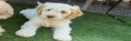 Cockapoo dogs for sale: READY TO GO F1 cockapoo puppies just 2 girls left  - Advert 34