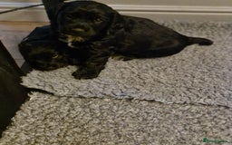 Sprocker dogs for sale: Beautiful sprocker pups - Image 1