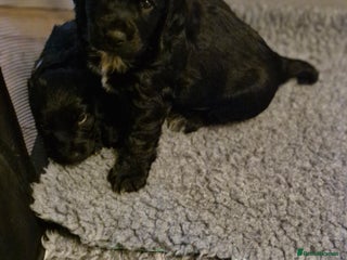 Sprocker dogs for sale - Advert 1