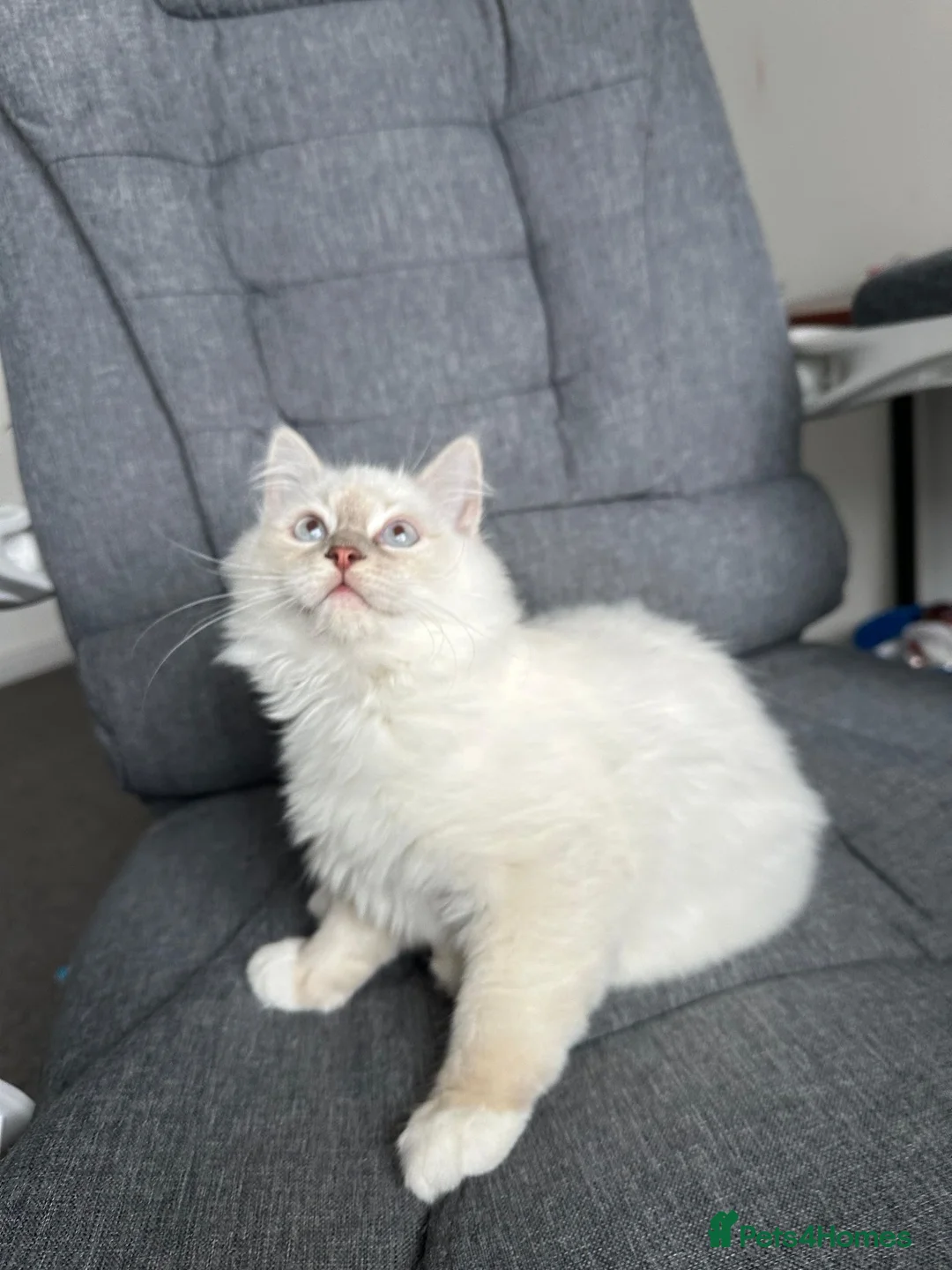 Ragdoll cats for sale: 5 Month Ragdoll Lilac Lynx in Stockport - Advert 2