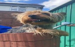 Yorkshire Terrier dogs for sale: Yorkshire terrier My Dog Luna have 4 puppies  - Image 6
