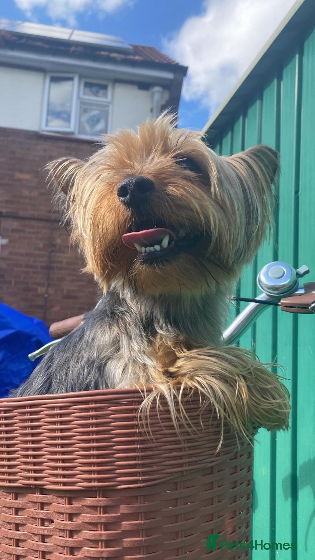 Yorkshire Terrier dogs for sale: Yorkshire terrier My Dog Luna have 4 puppies  - Image 6