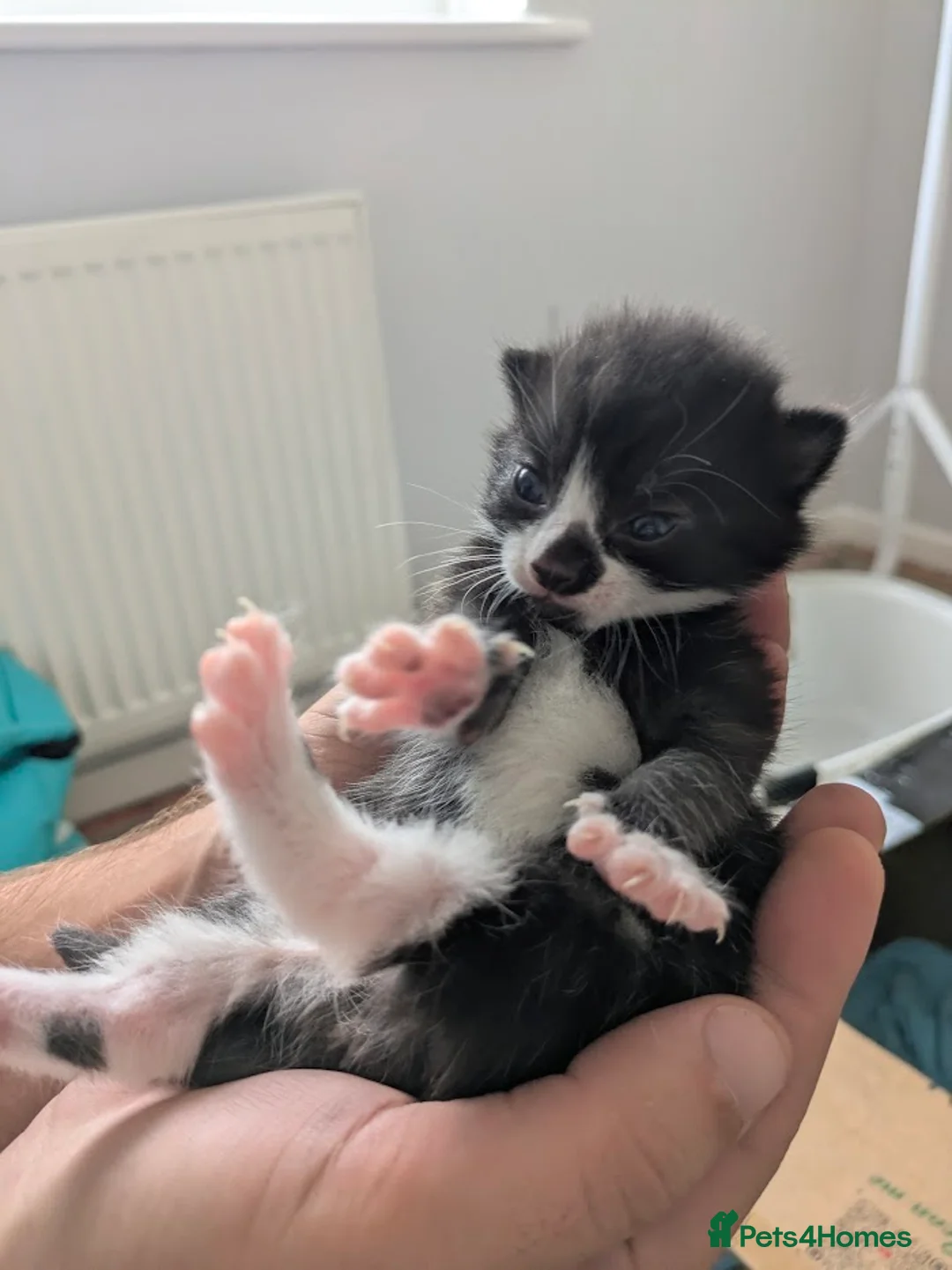 Mixed Breed cats for sale: Beautiful Kittens – 1 Boy & 4 Girls in Driffield - Advert 9