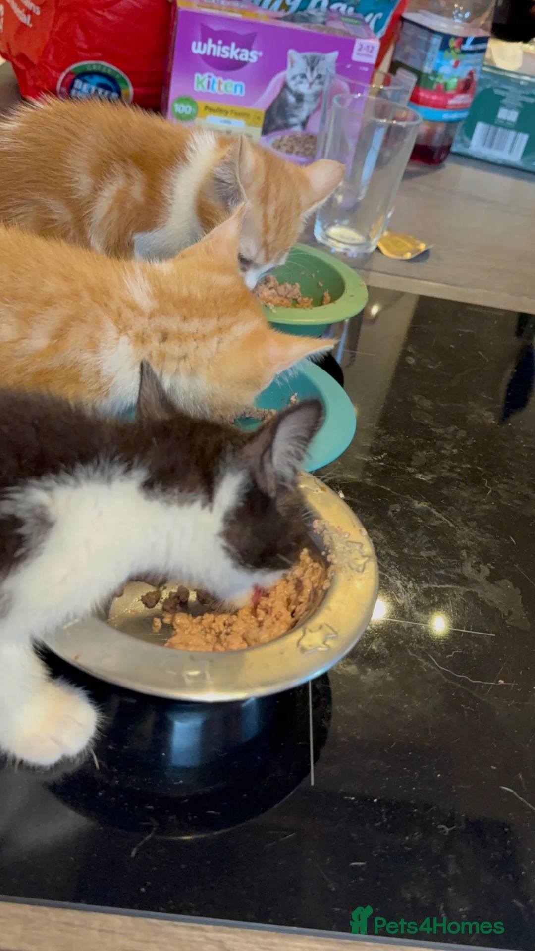 Domestic Shorthair cats for sale: Black and white kitten - Advert 2