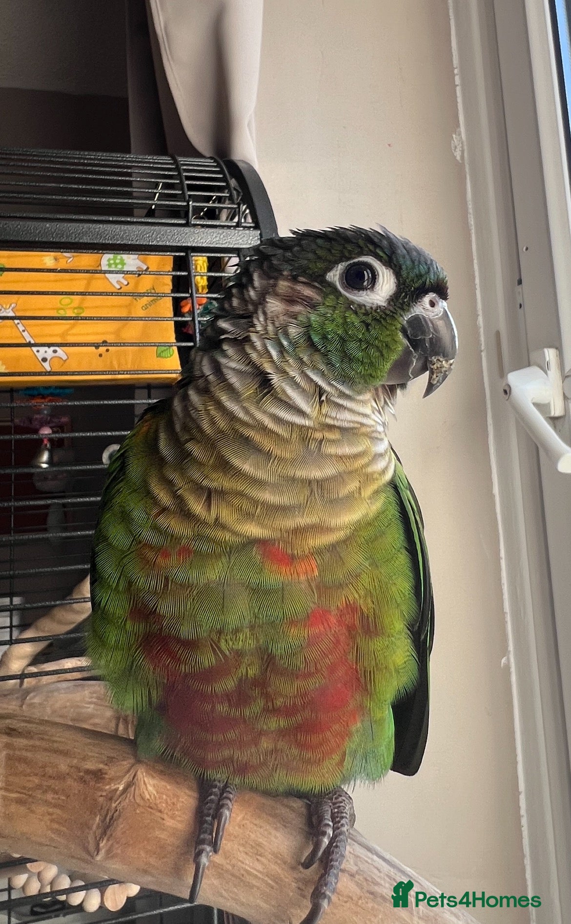 Conures birds Green Cheek Conure Very tame - Advert 1