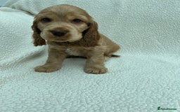 Cocker Spaniel dogs for sale: READY NOW KC Reg.Show Cocker Spaniels  - Image 9