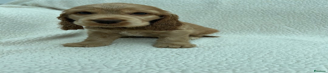 Cocker Spaniel Puppy 4