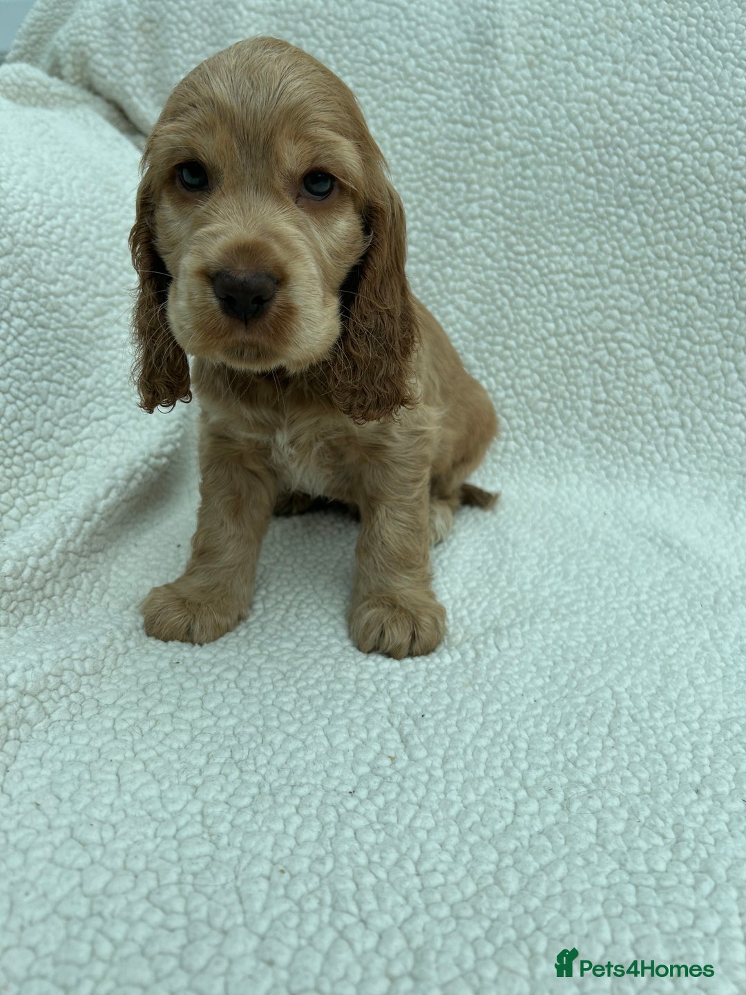 Cocker Spaniel dogs for sale: READY NOW KC Reg.Show Cocker Spaniels  - Image 9