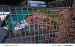 Lovebirds birds for sale: GU84SS  - Image 3