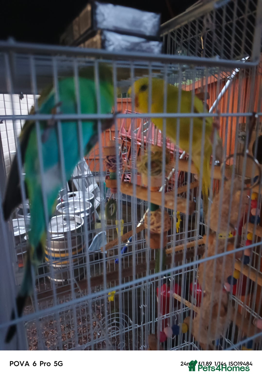 Lovebirds birds for sale: GU84SS  - Image 3