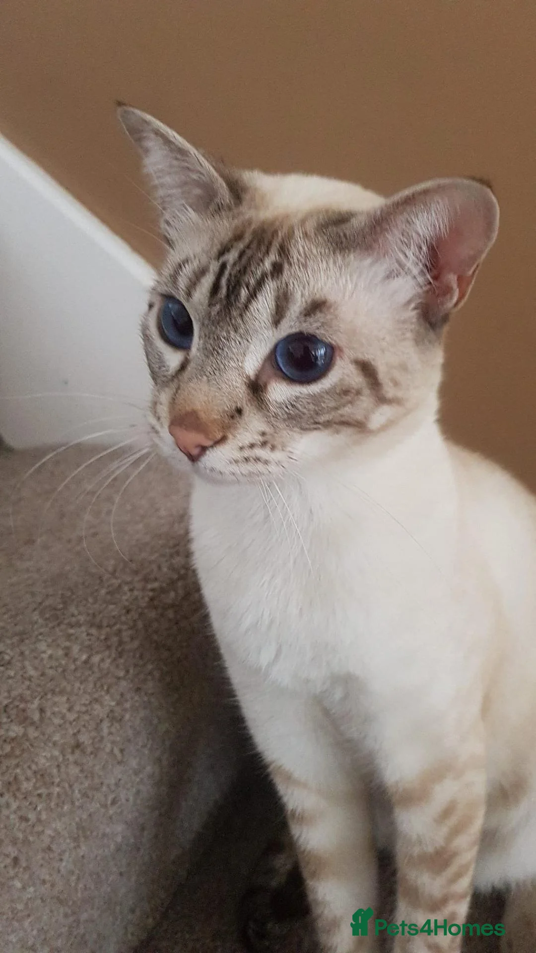 Tonkinese cats for sale: Loki - Tonkinese in Birmingham - Advert 6