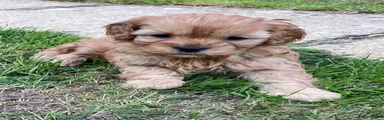 Cavapoo 1