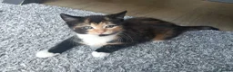 Mixed Breed cats for sale: 4 Beautiful cheeky kittens  - Advert 7