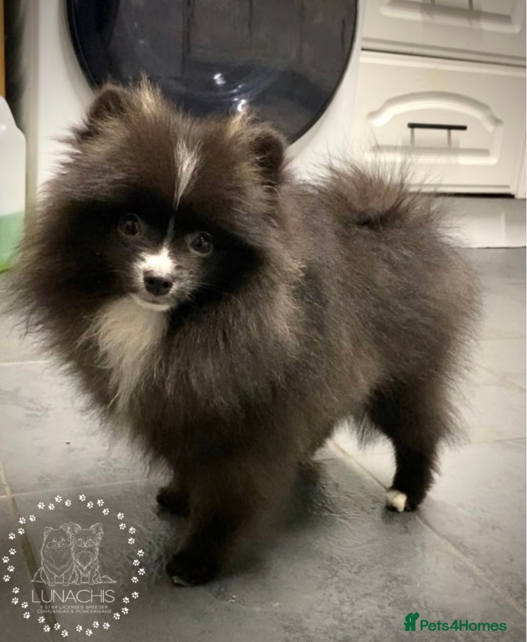 Pomeranian dogs for sale: Stunning Pomeranian puppies - Advert 11