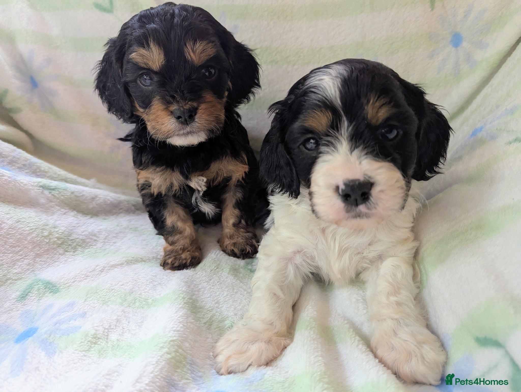 Cavapoo dogs Pretty CAVAPOO pups. Health tested parents - Advert 1