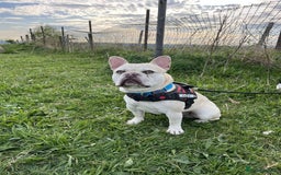 French Bulldog dogs for stud: REGGIE available for stud🔥🔥🔥 in Bradford - Image 7