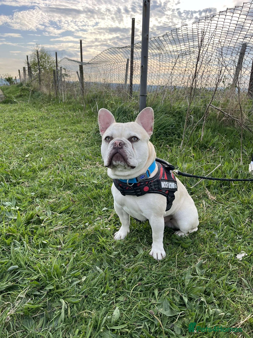 French Bulldog dogs for stud: REGGIE available for stud🔥🔥🔥 in Bradford - Image 7