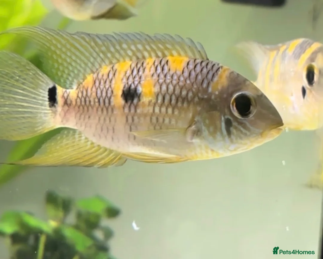 Cichlids fish for sale: American Cichlids for sale in Plymouth - Advert 1