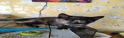 Mixed Breed cats for sale: kittens  - Advert 2