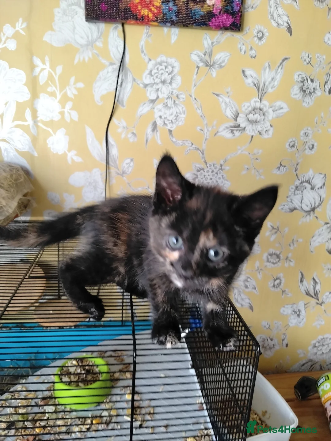 Mixed Breed cats for sale: kittens  - Advert 2