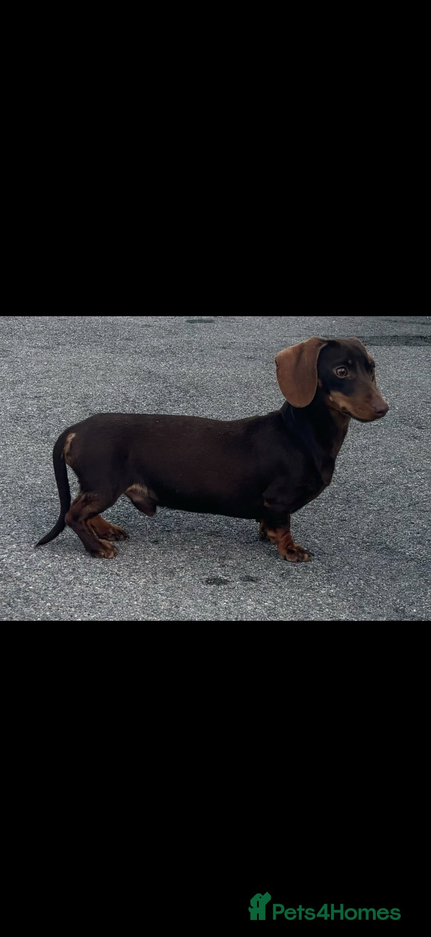 Miniature Dachshund dogs PROVEN KC MINIATURE DACHSHUND STUD  - Advert 1