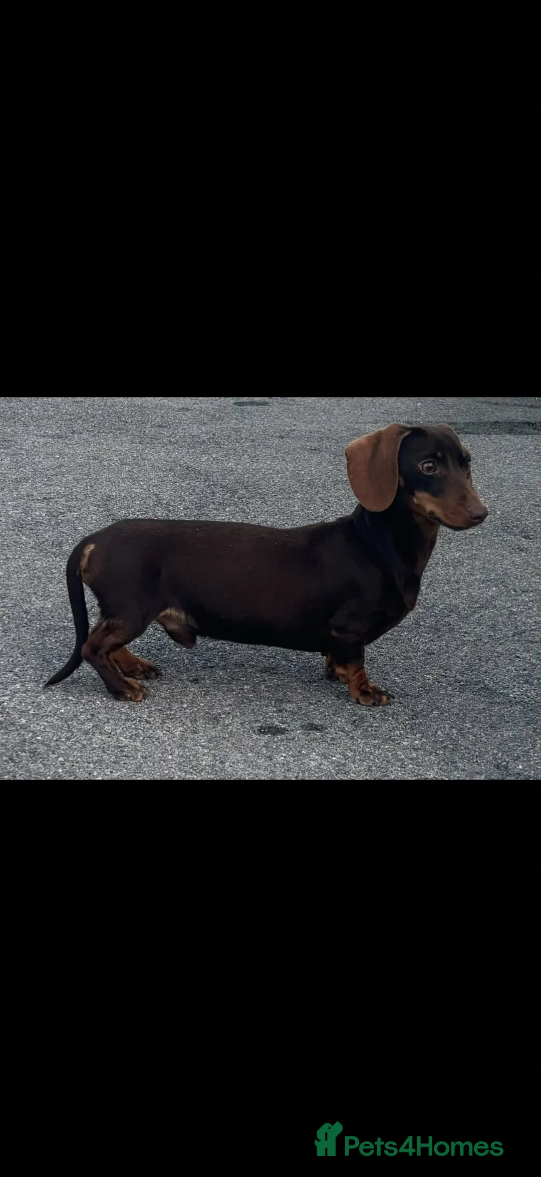 Miniature Dachshund dogs for stud: PROVEN KC MINIATURE DACHSHUND STUD  - Advert 1