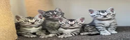 Bengal cats for sale: Gorgeous Health Tested Bengal Kittens  - Advert 3