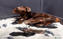 Miniature Dachshund dogs for sale: ❤️MINIATURE DACHSHUNDS❤️ - Image 20