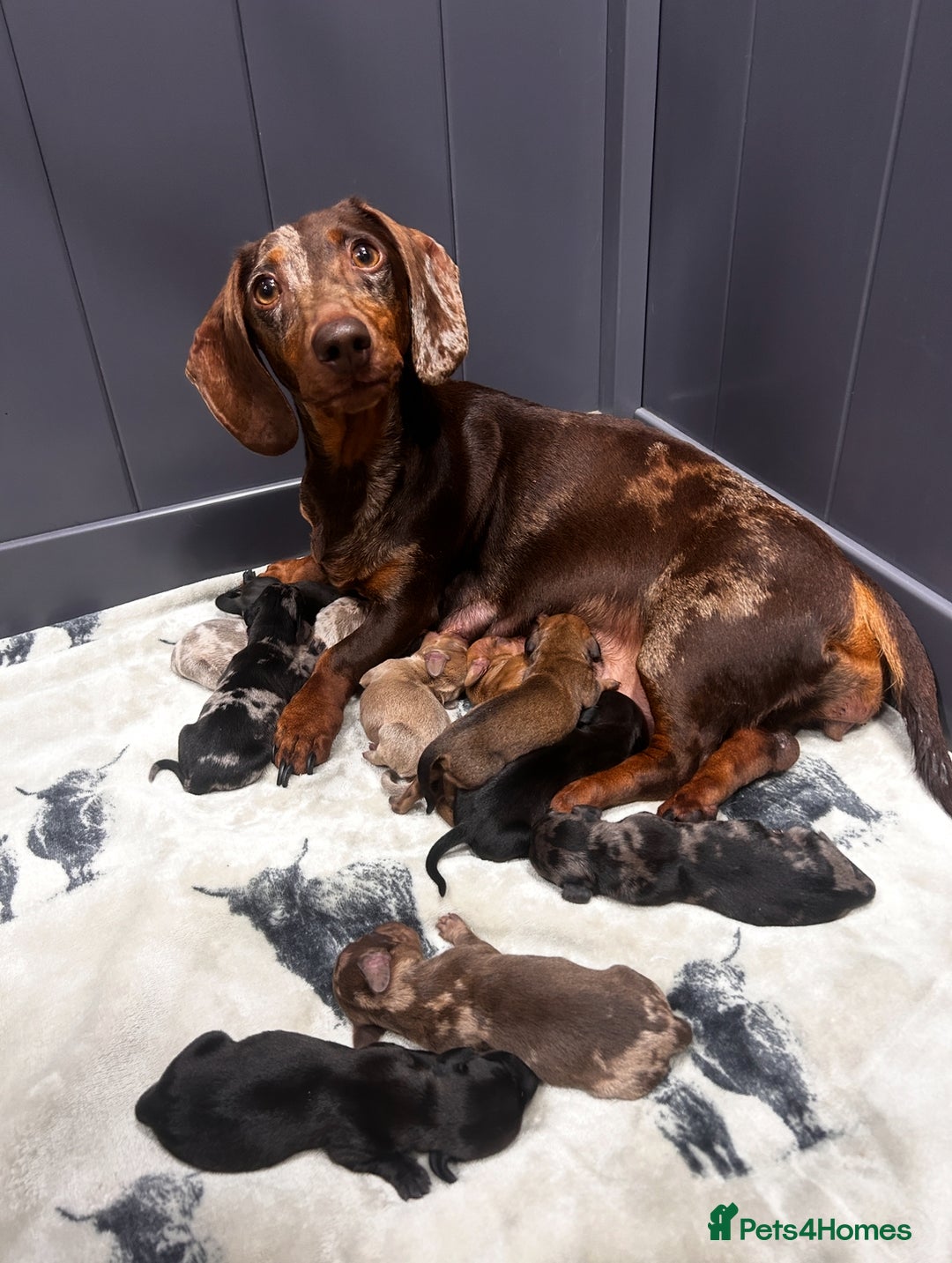 Miniature Dachshund dogs for sale: ❤️MINIATURE DACHSHUNDS❤️ - Image 20