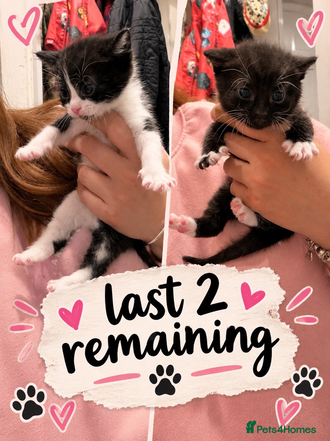 Mixed Breed cats 8 gorgeous kittens  - Advert 8