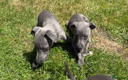Whippet dogs for sale: Kc reg Beautiful blue whippets ready to leave  - Image 20