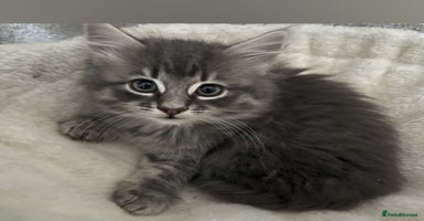 Mixed Breed cats - Advert 14