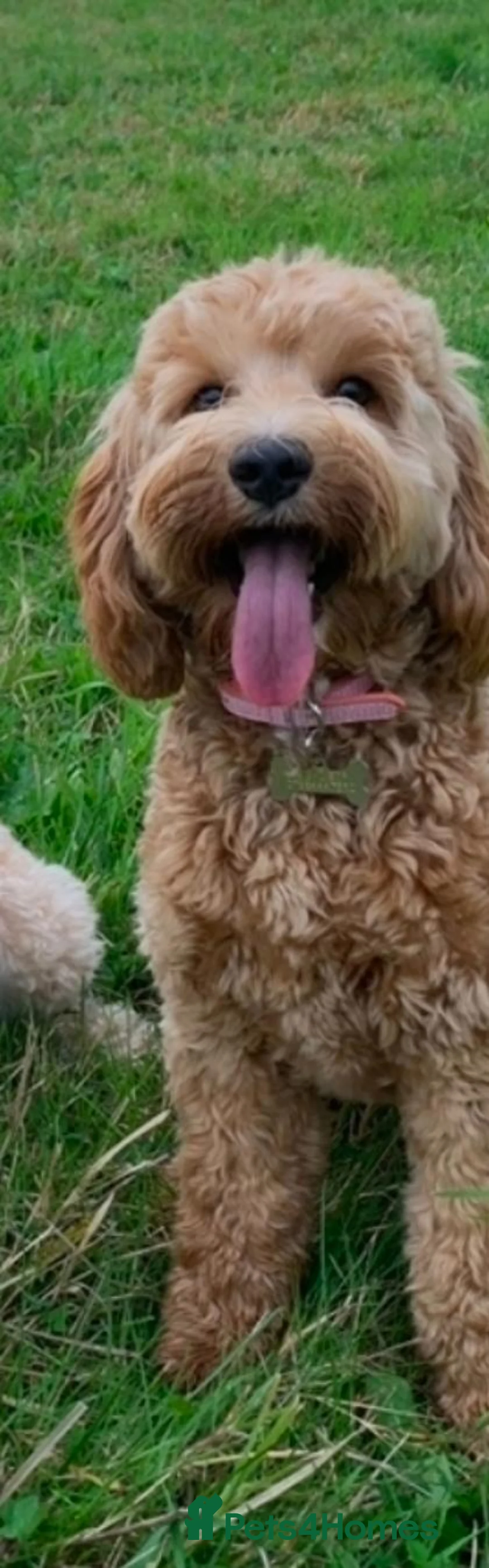 Mixed Breed dogs for sale: Beautiful Schnockapoo Puppies Seeking Loving Homes - Advert 1