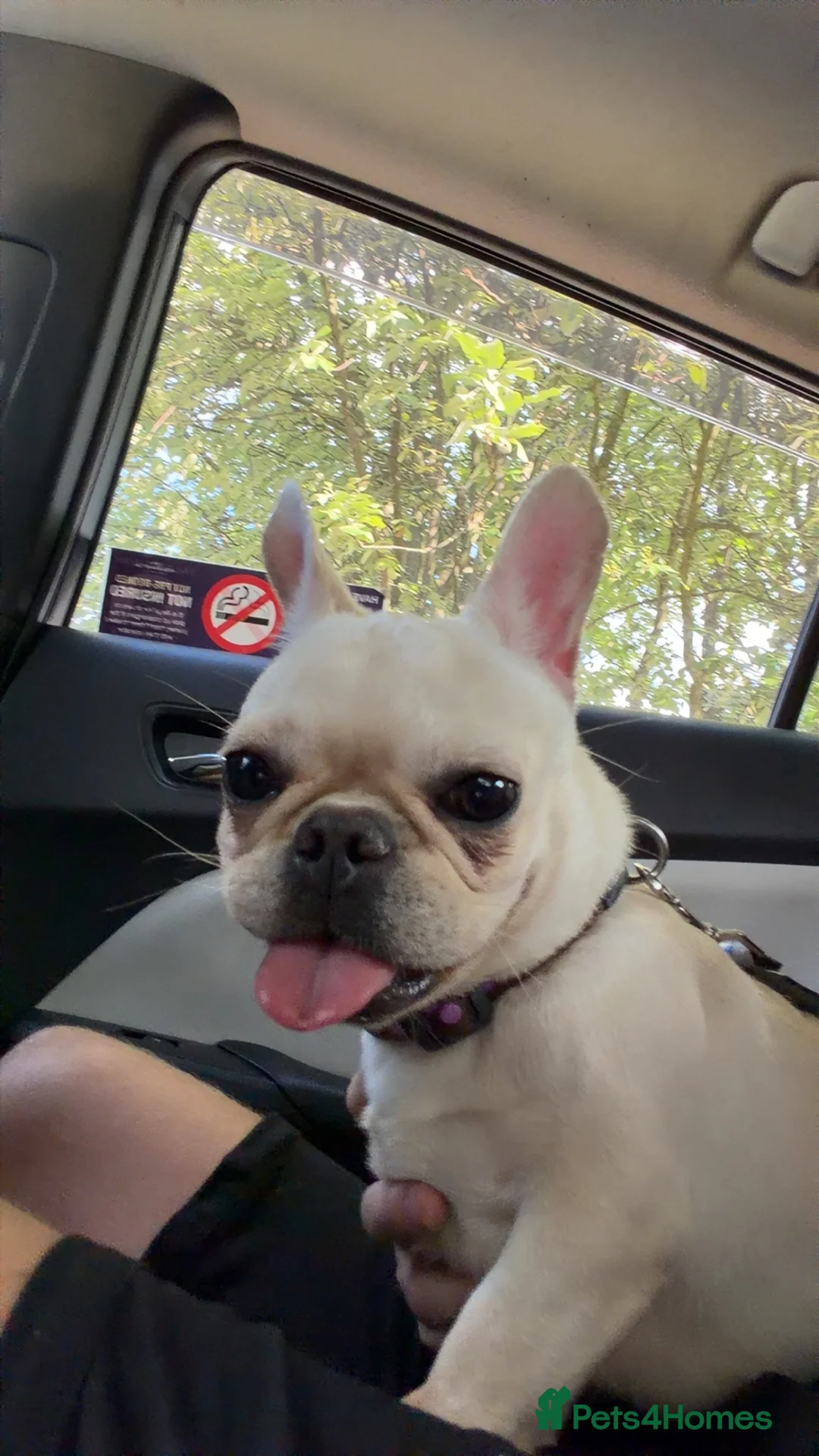 French Bulldog dogs for sale: White French Bulldog - Advert 4