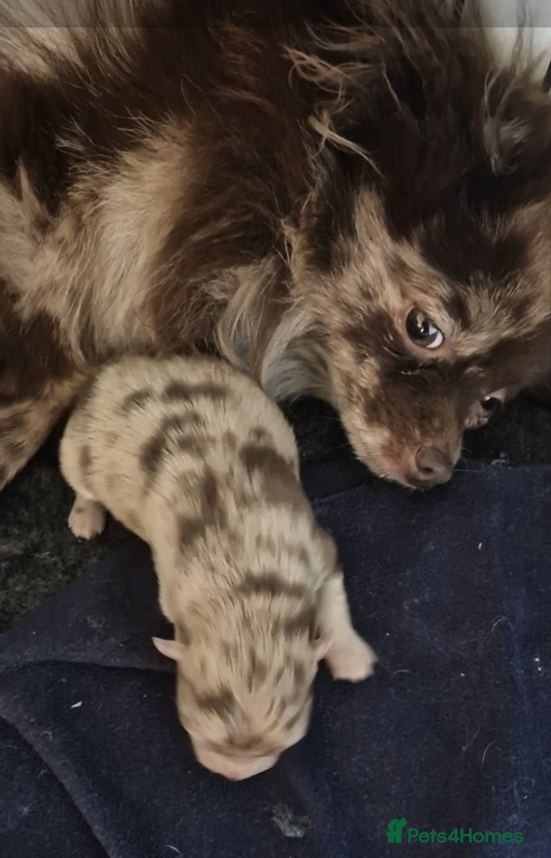 Pomeranian dogs for sale: Pomeranian Merle girl - Advert 2