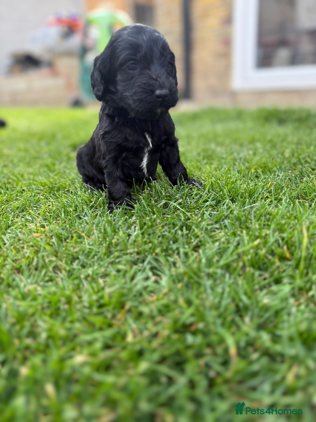 Cockapoo dogs for sale: F1 show cockapoos - Image 17