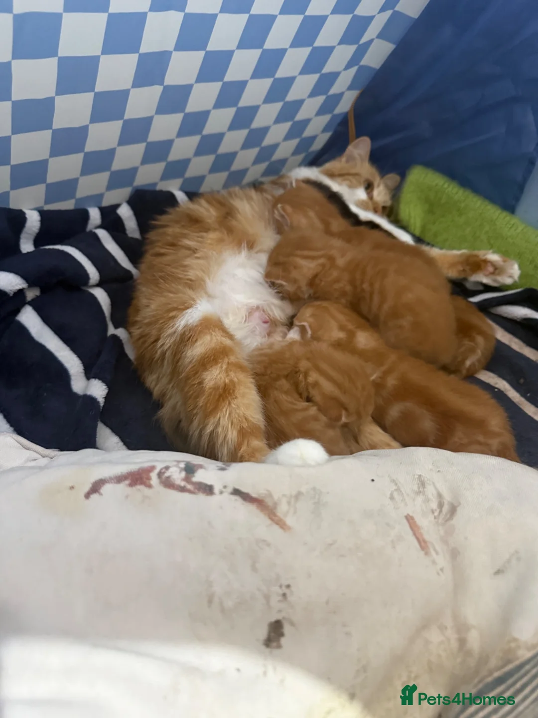 Mixed Breed cats for sale: Beautiful Ginger Kittens Looking for Loving Homes in London - Advert 1