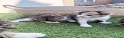 Mixed Breed cats for sale: 3 Lovely kittens  in Walsall - Advert 7