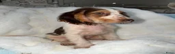 Cocker Spaniel dogs for sale: Show cocker spaniel boy puppies - Advert 20